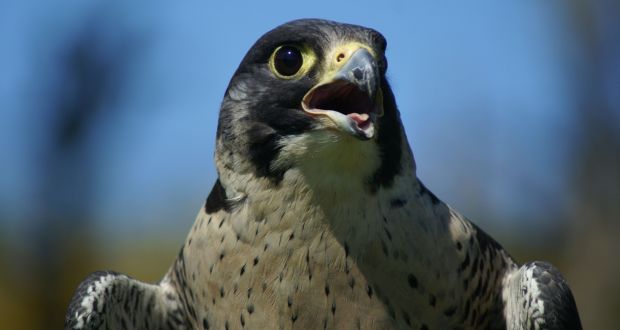 Drones Being Used By Psni To Protect Birds Like Red Kites