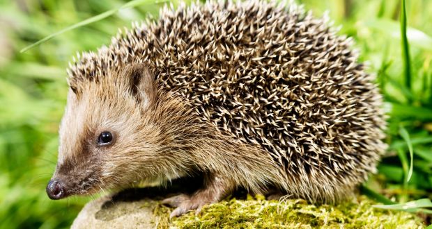 Gardeners urged to consider hedgehog safety after poisonings