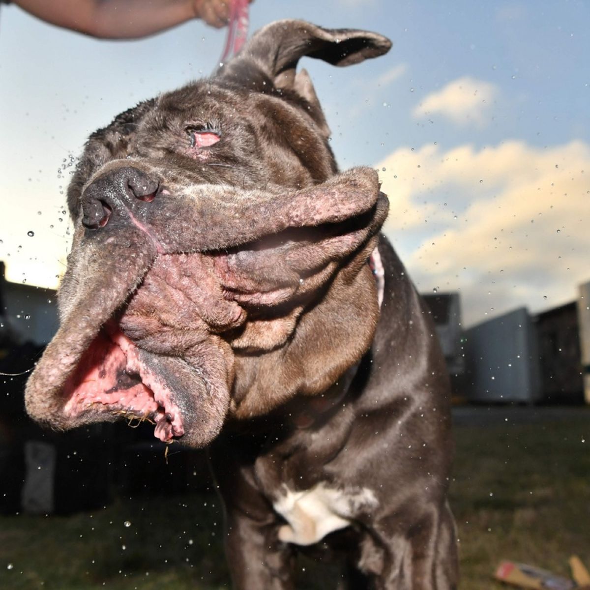 Looking Ruff Martha Has Been Crowned The Ugliest Dog In The World