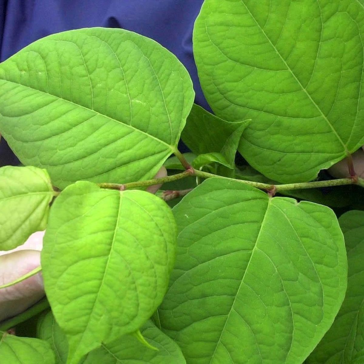 We Are Worried About Our Neighbour S Japanese Knotweed Plant Spreading