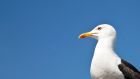 Gull numbers have declined because of human behaviour, but people complain the birds are a nuisance in urban areas. Photograph: Getty Images 