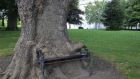 The ‘hungry tree’ in the grounds of Kings Inns. The 80-year-old tree has been gradually enveloping an iron bench . Photograph: Nick Bradshaw/The Irish Times 