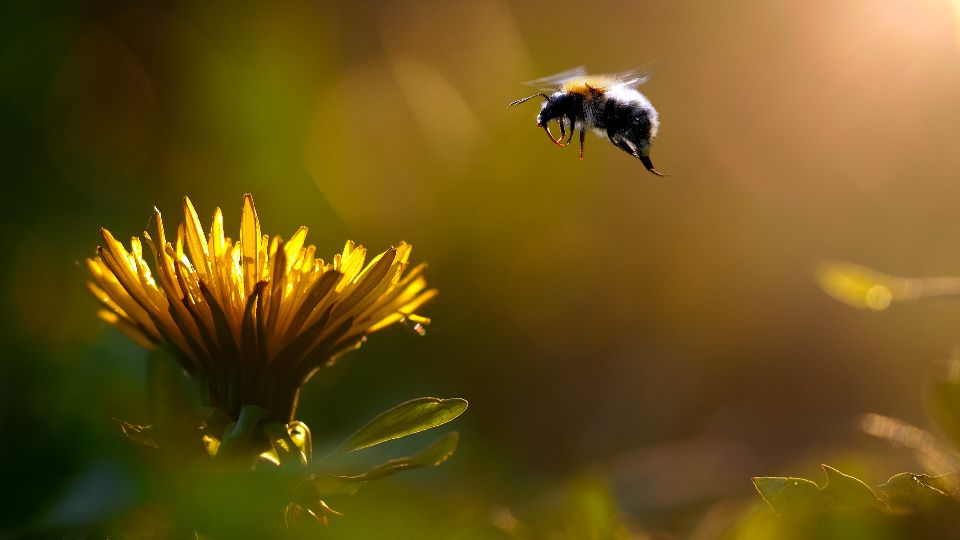 Creating a buzz about pollination through music