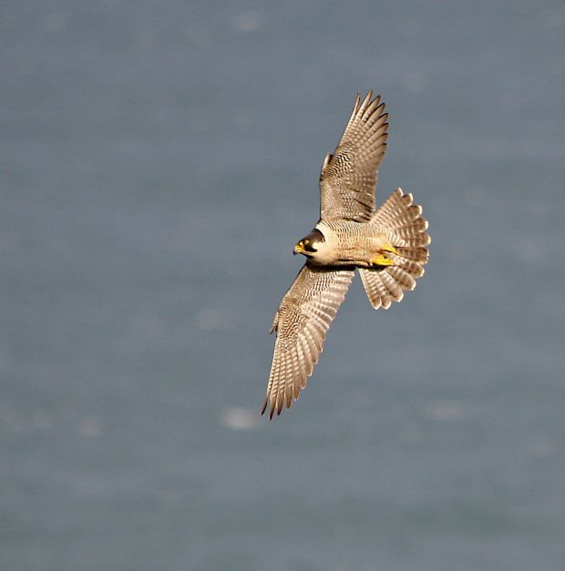 Flying High Peregrine Falcons Return To Irish Skies