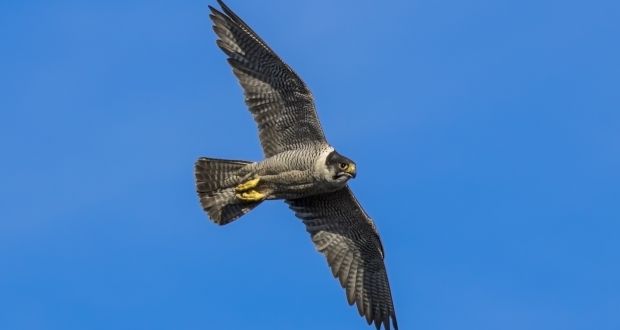 Flying High Peregrine Falcons Return To Irish Skies