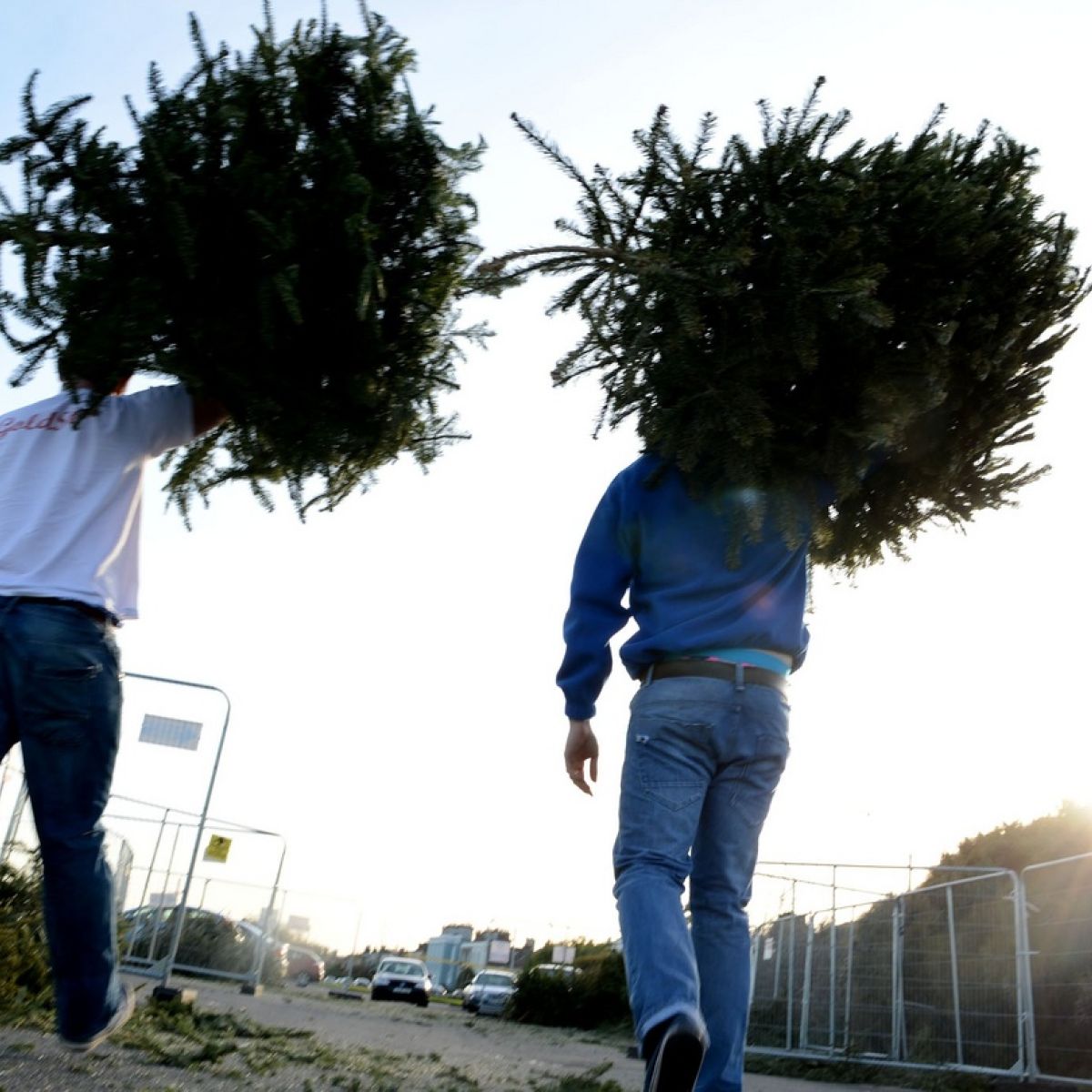 Fort Collins Christmas Tree Recycling 2022 Pack Up The Tinsel: Where To Recycle Your Christmas Tree