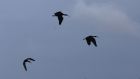 Three ibises in flight  on Wednesday at Bunihinly Bog, Co Westmeath. Photograph:  David Fallon