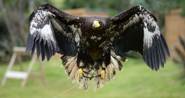 Searching For Eagles In Mayo And Beyond