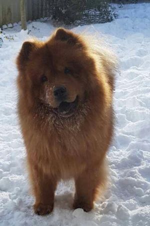 Cold snaps: Your snow pictures from across Ireland are simply stunning