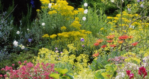 Time To Plant Perennials But Choose Flowers That Get Along