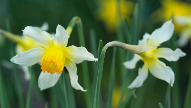 Daffodils flowering in an Irish garden. Photo credit Richard Johnston