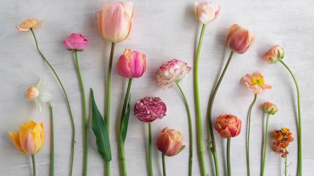 A typical April harvest of flowers from Fionnuala's flower farm Photo Credit Richard Johnston