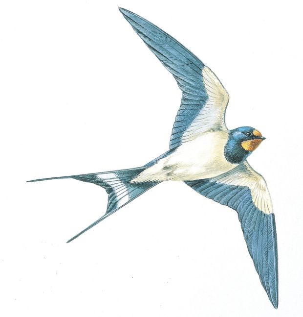 The swallow has landed: 10 birds to spot in Ireland in spring
