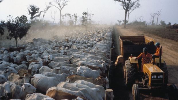 A cattle farm in Amazonian Brazil. Photograph: Getty Images