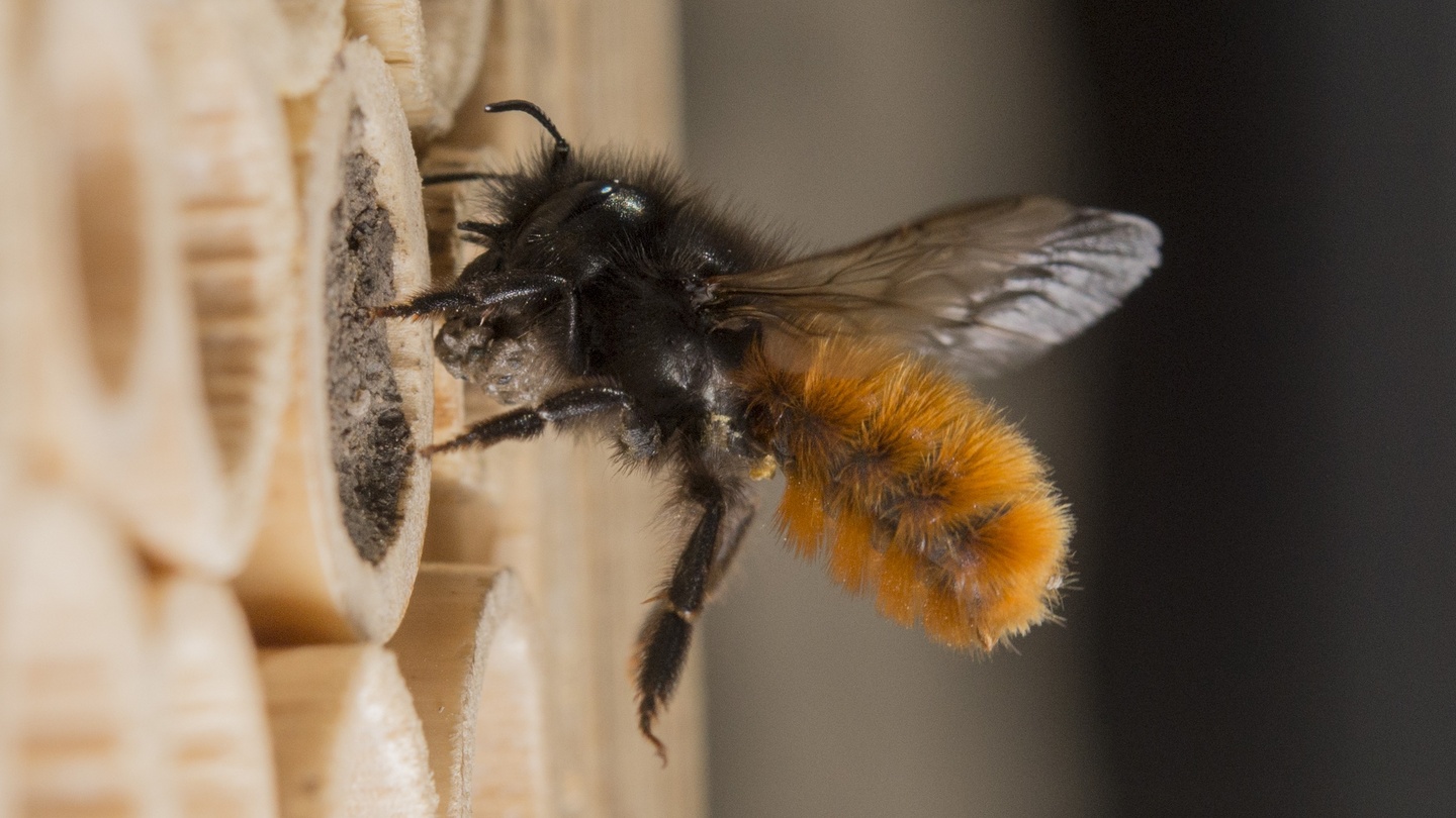 Отношения между крапивницей и домашней пчелой. Домашняя пчела. Дикие пчелы. Дикие и домашние пчелы. Дикая и домашняя пчела.