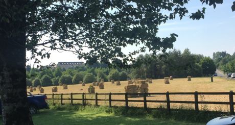 Frank Mcnally How The Heatwave Has Caused A Revival Of Retro Hay Making