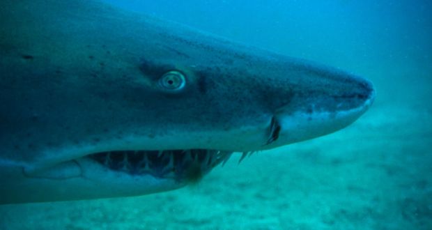 Sand Tiger Shark Teeth For Sale - TeethWalls