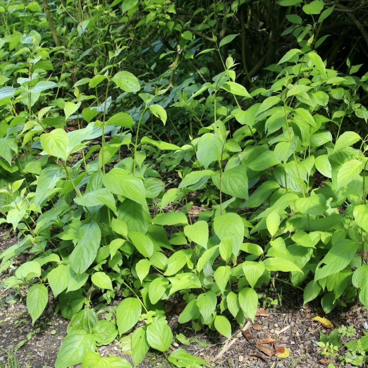 Is Japanese Knotweed Driving You Wild Don T Curse It Cook It