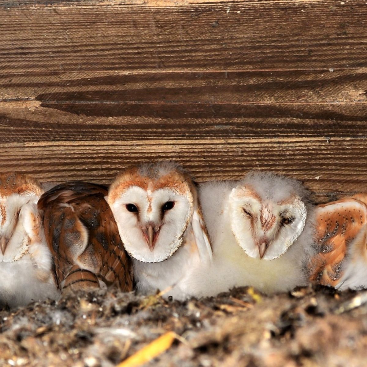 Largest Recorded Brood Of Barn Owls Found In Antrim