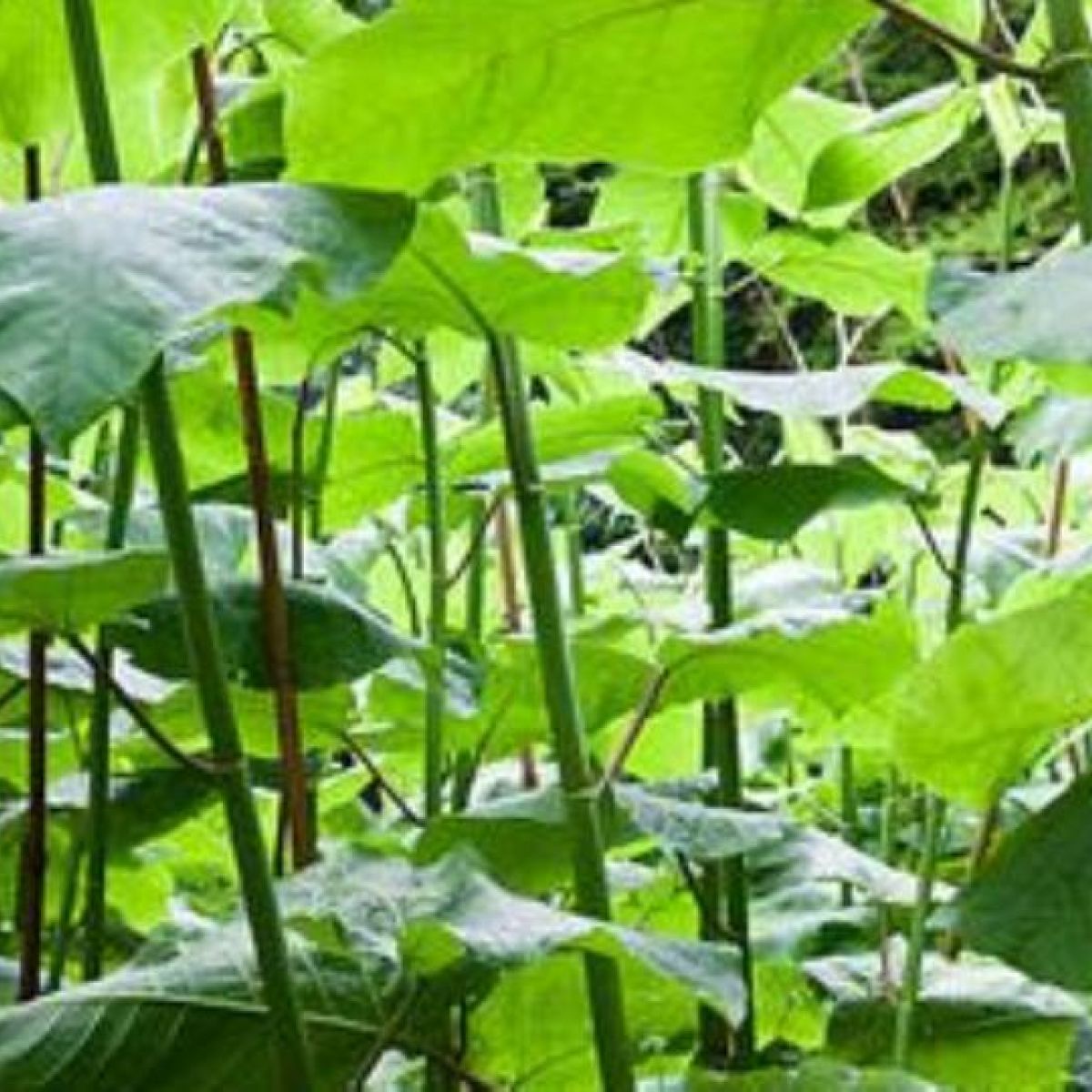 Irish Ecologist Says Threat Posed By Japanese Knotweed Vastly