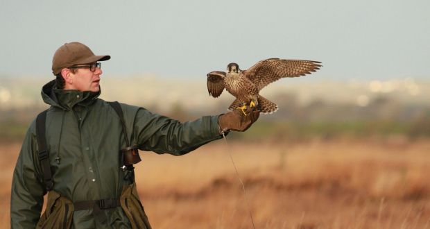 Falconry An Exceptional Way To Interact With Nature