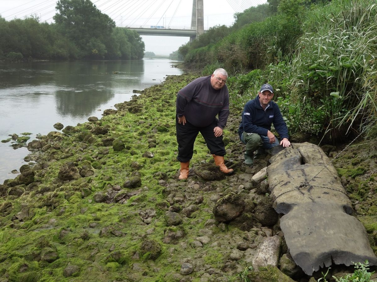 Boat Made 5 000 Years Ago Found By Men On River Boyne Fishing Trip