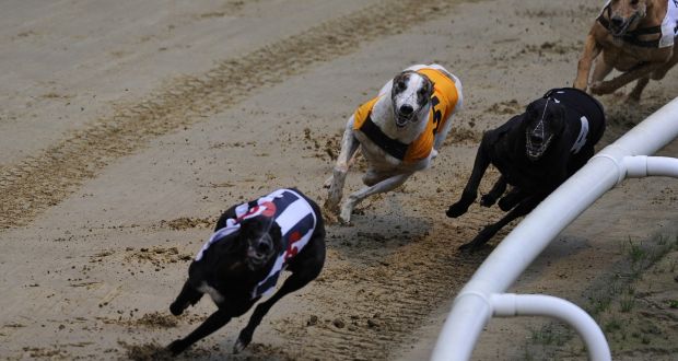 Online betting greyhounds