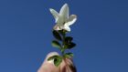 A jasmin flower pictured in Plascassier near Grasse, France. File photograph: Eric Gaillard/Reuters