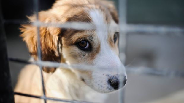 Profits from illegal dog breeding in Ireland similar to ‘drugs trade’