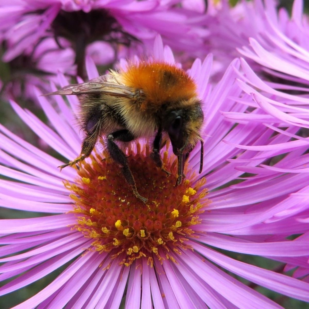 Pollinator Friendly Six Ways You Can Help Bees And Butterflies Thrive