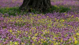 “What is now rightly referred to as the ‘extinction crisis’ is due to us,” President Michael D Higgins told the National Biodiversity Conference. Photograph: Alaa Badarneh