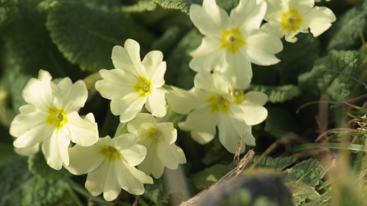 Are Primroses The Perfect Spring Flower They Love The Damp And Are Good To Eat Too