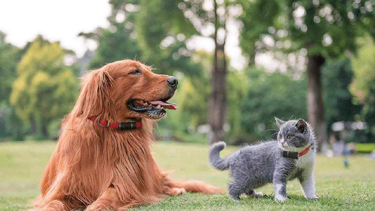 Do you have a pet that wanders? These 