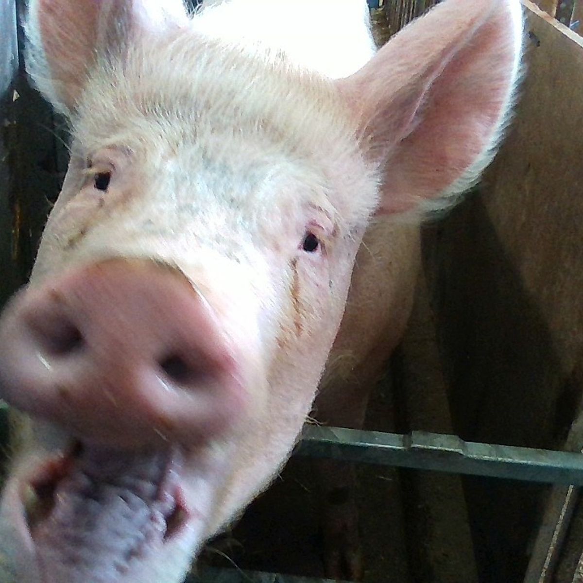 Bacon News Pigs May Not Be Able To Fly But They Can Smile Say Scientists