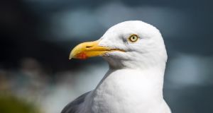 all about seagulls