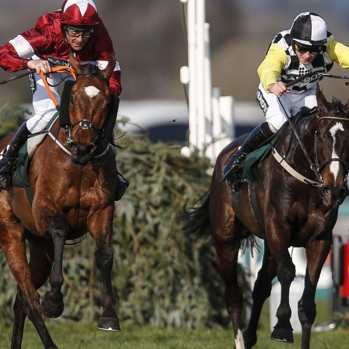 Grand national horse race deaths