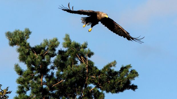 Rare Eagle Pairs Up With Male In Clare After Visiting