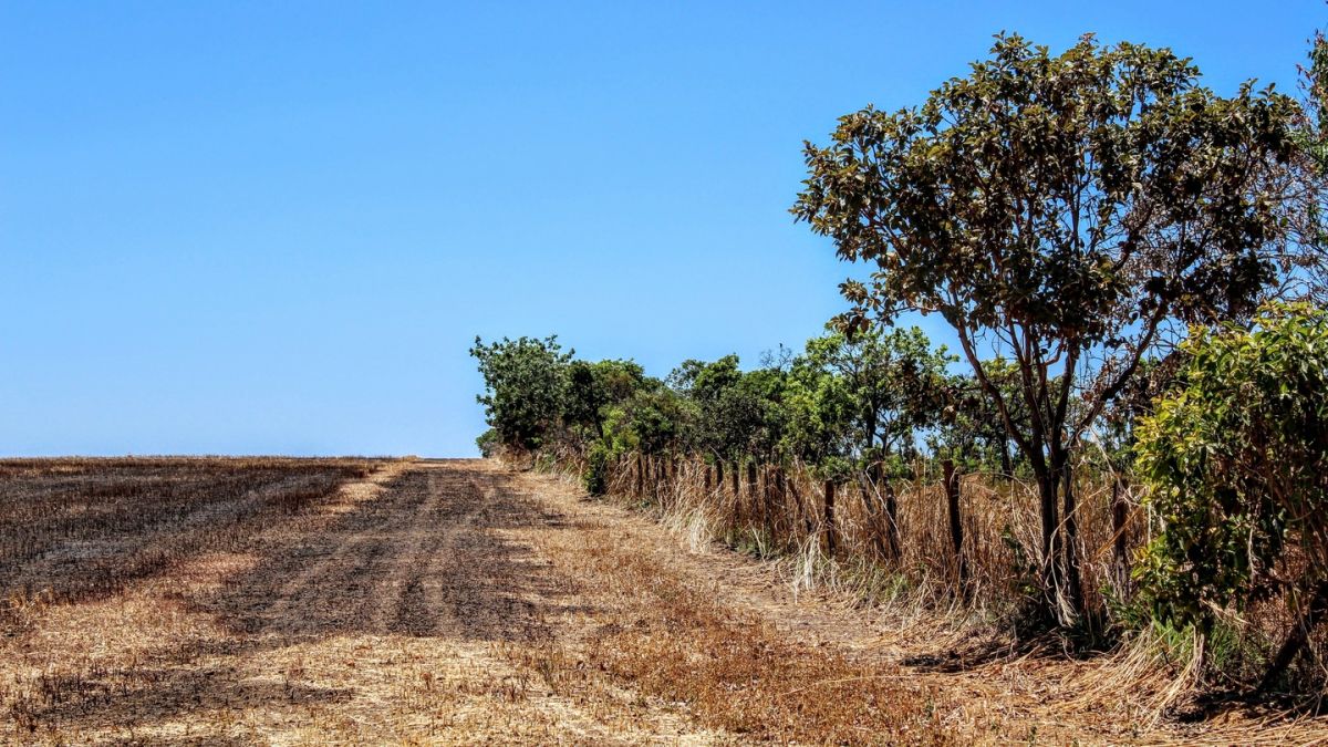 Europe Is Contributing To Widespread Deforestation In Brazil Say Scientists