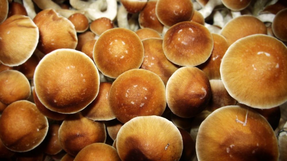 It S A Treat The Rise Of Magic Mushroom Microdosing