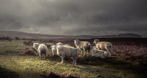 Agriculture graduates  have a relatively high employment rate. Photograph: iStockphoto/Getty