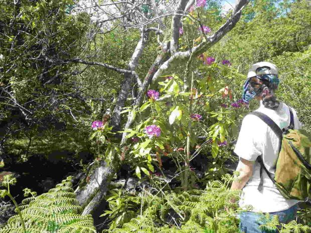 Rhododendron An Ecological Disaster In Killarney National Park