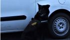 Garda dog Lazar after finding carjacking suspect in a ditch in Co Cork. Photograph: An Garda Síochana