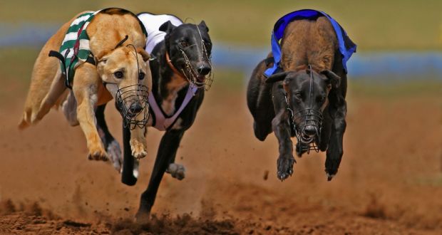 Greyhound racing – is it running on 