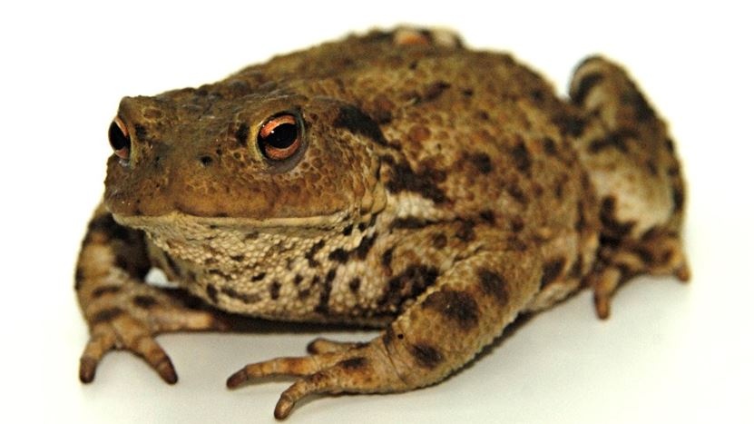 First Toad Captured In Garden In South Dublin Following Public Appeal