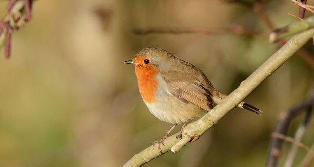 Feed The Birds By Opening A Bird Cafe In Your Garden