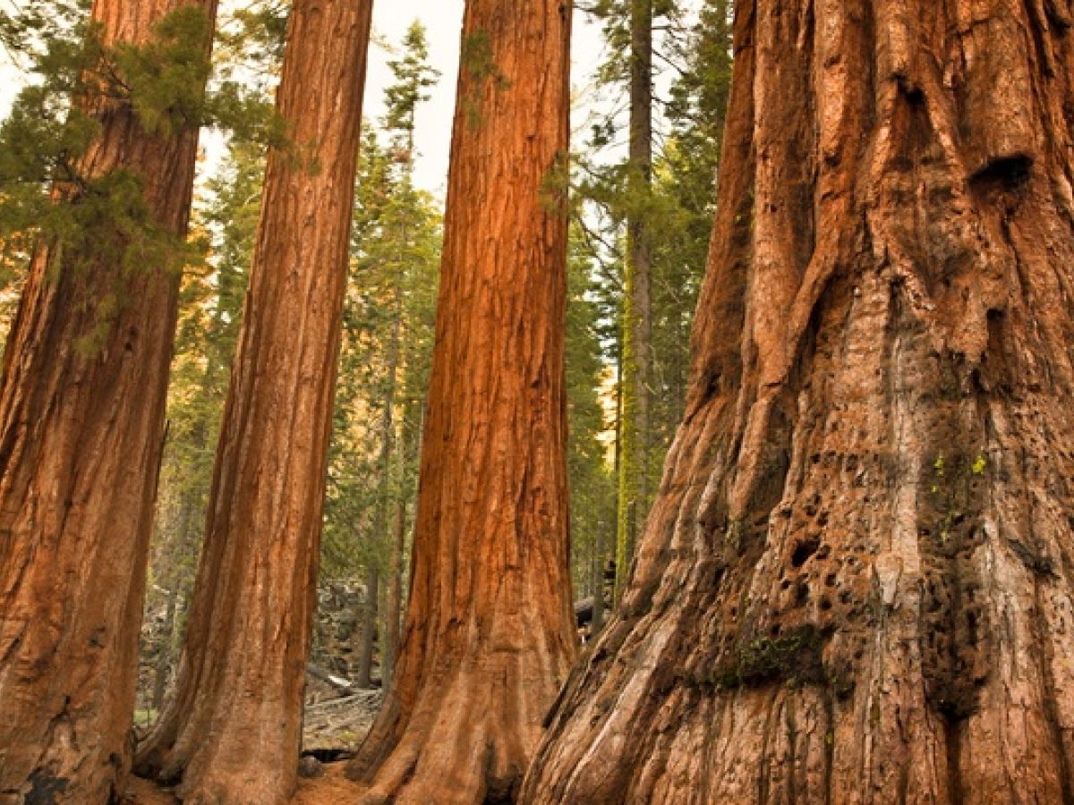 Beetles And Fire Kill Dozens Of Indestructible Giant Sequoia Trees
