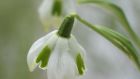 Snowdrops.