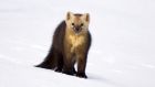 A sable is a small carnivorous mammal. File photograph: iStock