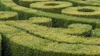 Box hedging in an Irish garden. Photograph:  Richard Johnston