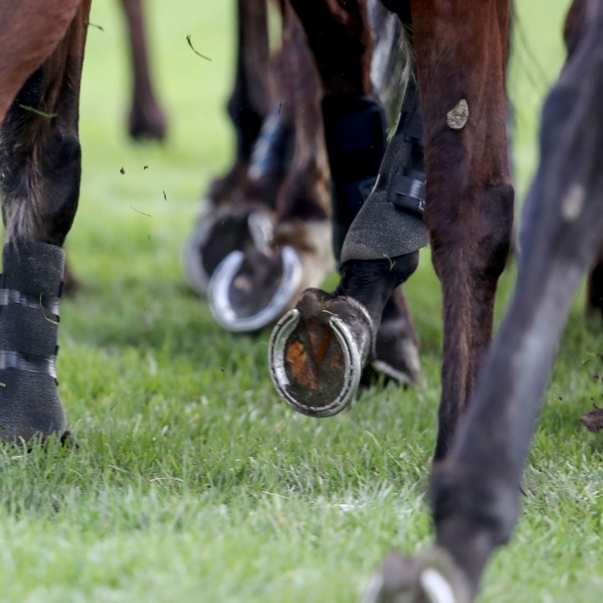 Trainer David Dunne Has Licence Suspended For Four Months After Appeal